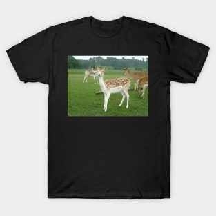 Deer T-Shirt